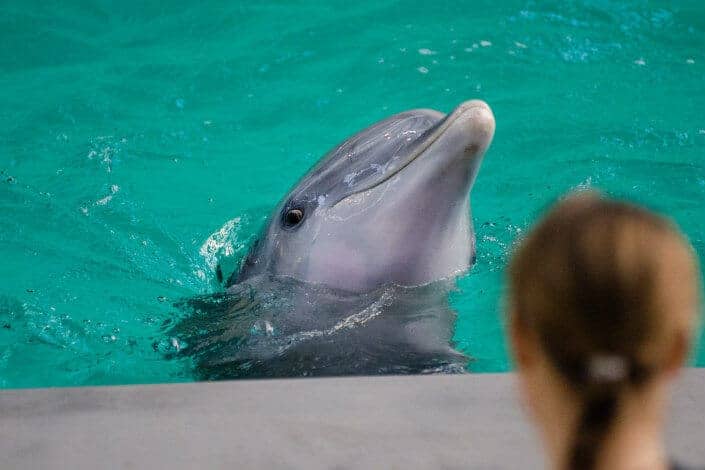 adventurous date ideas-swim with dolphins