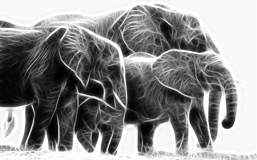 Grey Elephants from Denmark