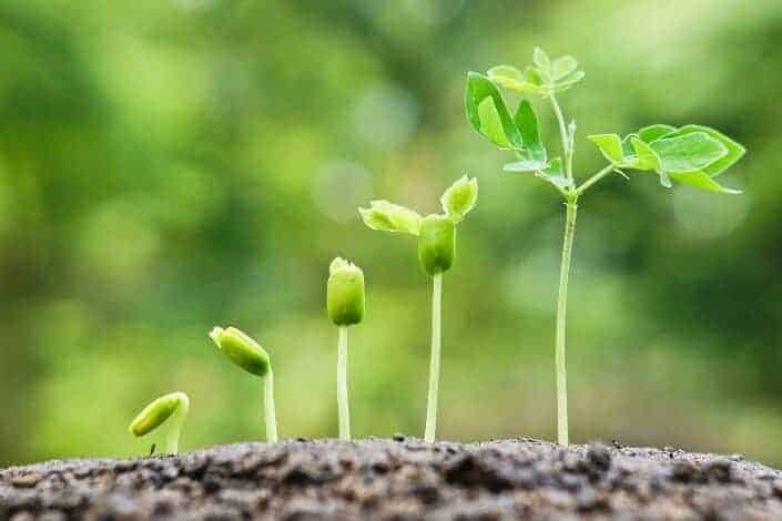 creative hobbies-plant