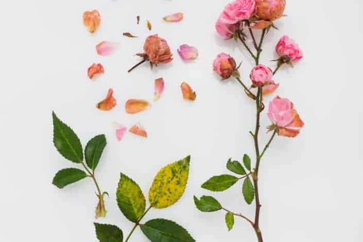6 Creative but interesting hobbies - Flower pressing