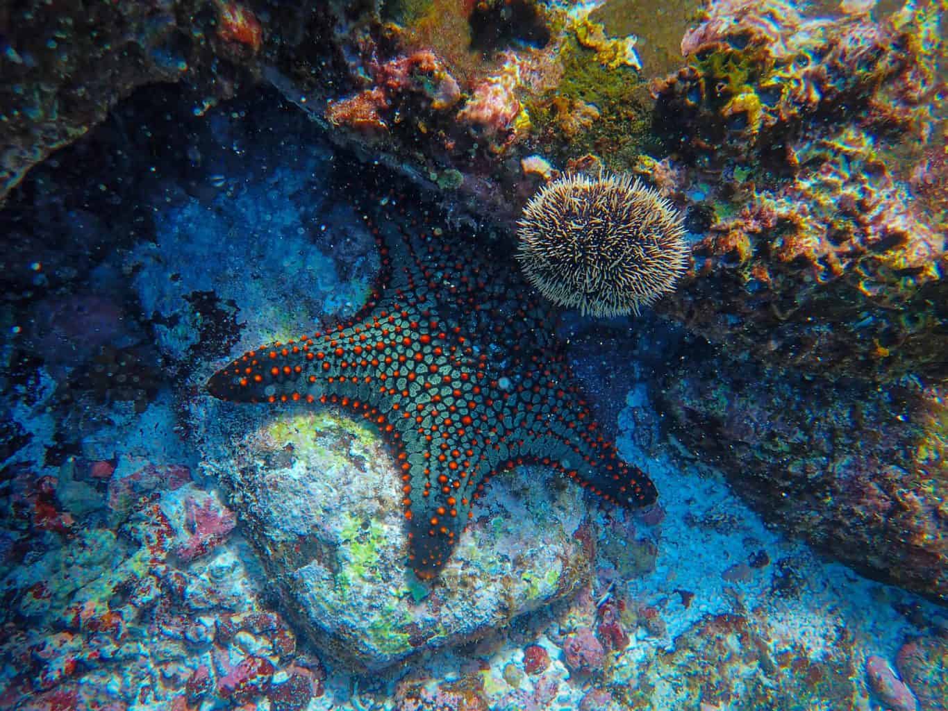Which kids' show contains a starfish that lives on the bottom of the sea