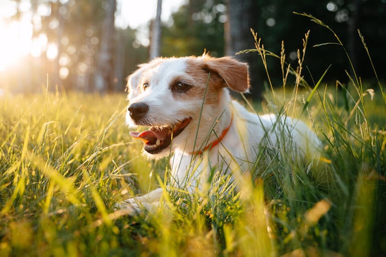 Best Times to Give Your Dogs Natural Wellness Drops
