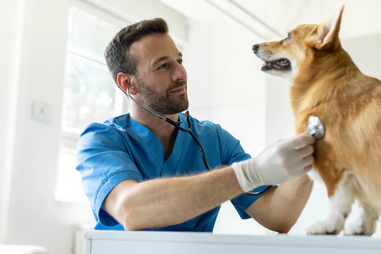 Man in medical scrubs examining a dog with a stethoscope during a therapy dog health check