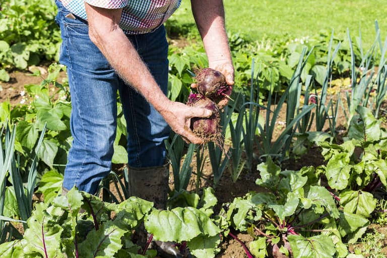 From Zero To Harvest: The Science Behind Growing Your Own Vegetables