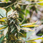 Cannabis Blog