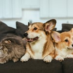 Pets Blog