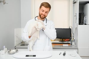 Veterinarian holding a white cat during a clinic exam, representing the growing role of cat DNA testing in understanding feline health and ancestry.