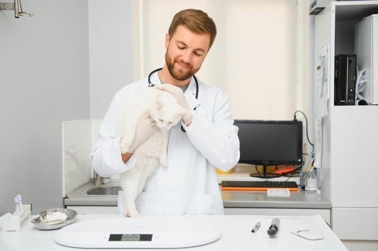 Veterinarian holding a white cat during a clinic exam, representing the growing role of cat DNA testing in understanding feline health and ancestry.