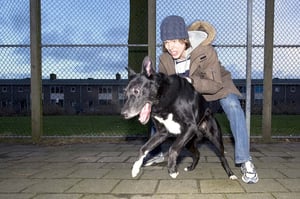 A man attempting to control a large dog during an aggressive incident, illustrating the dog owner's legal responsibility after an attack.