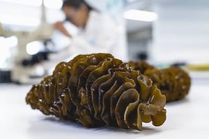 Sea weed lying on a solid surface