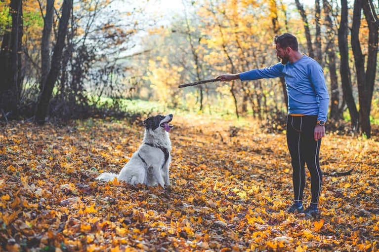 A Guy’s Guide to Functional Mushrooms for His Dog