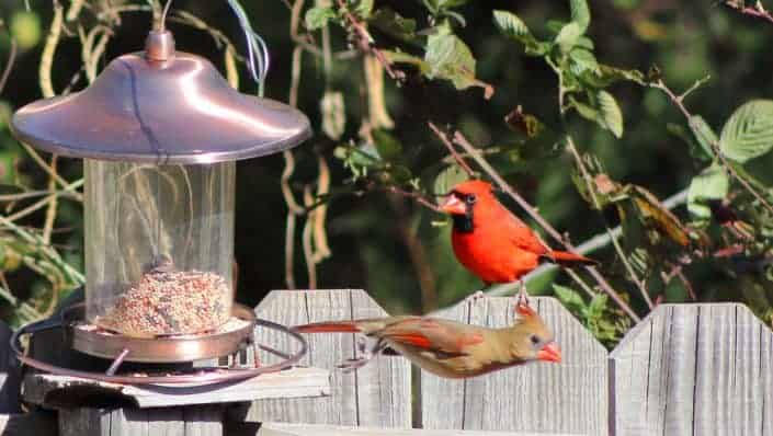 Make some homemade bird feeders to hang in the yard.jpg