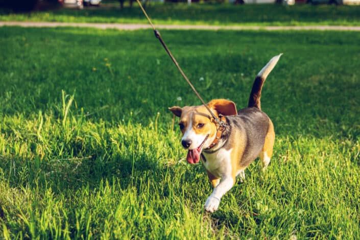 Walk someone's dog together.